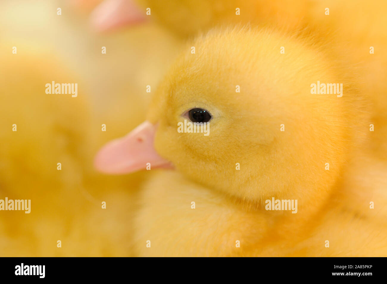 Anatroccolo giovani giallo e soffice in un incubatore sotto osservazione in un incubatoio Foto Stock