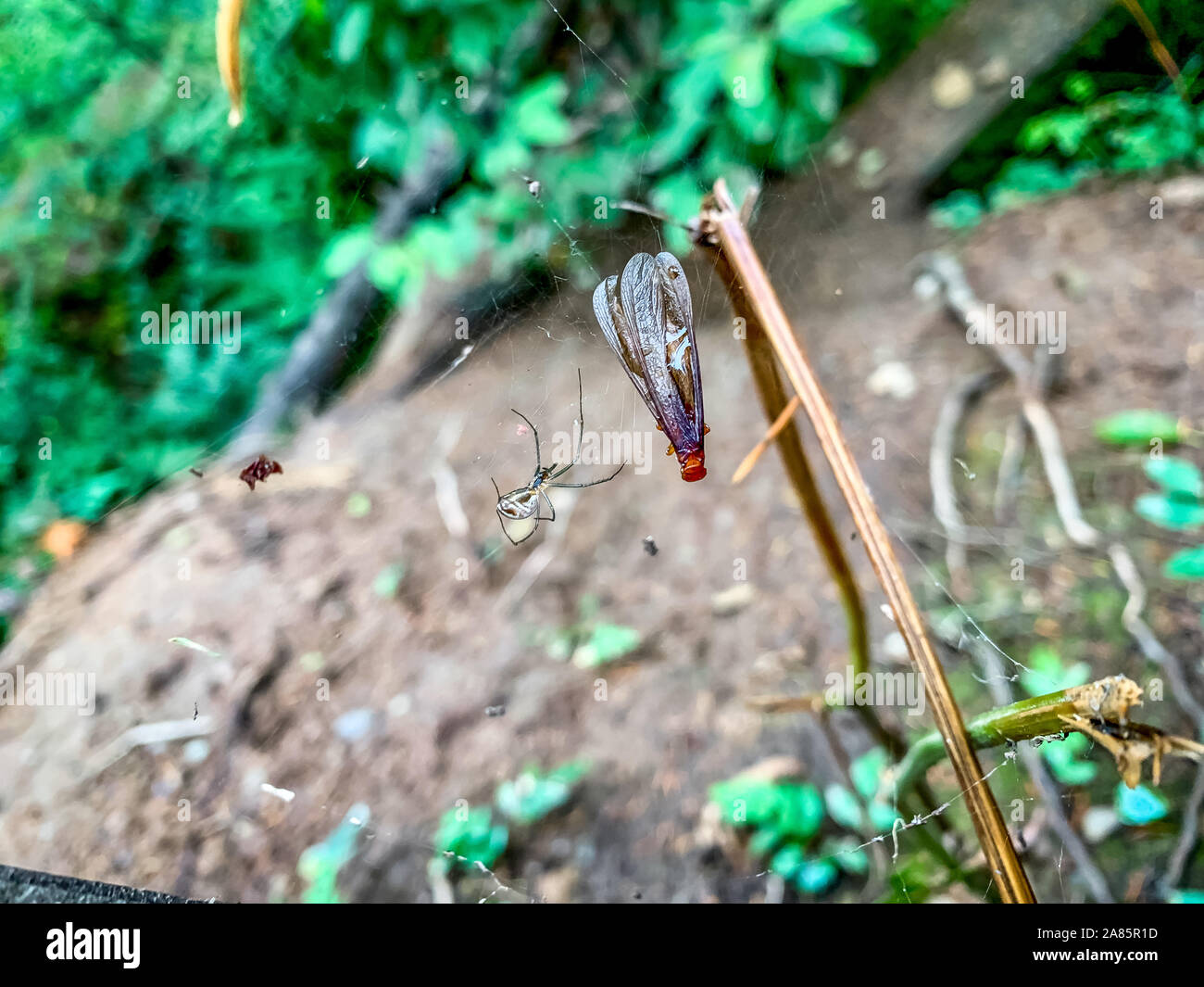 Seattle, Washington - spider catture preda in web Foto Stock