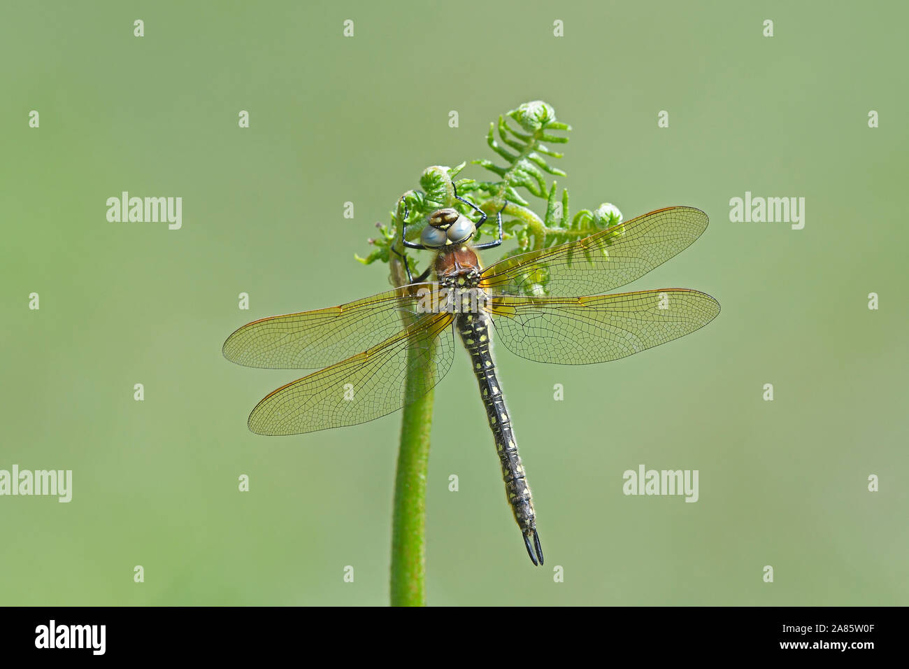 Hairy Dragonfly (Brachytron pratense) appena emerse teneral, Somerset, Regno Unito, maggio Foto Stock