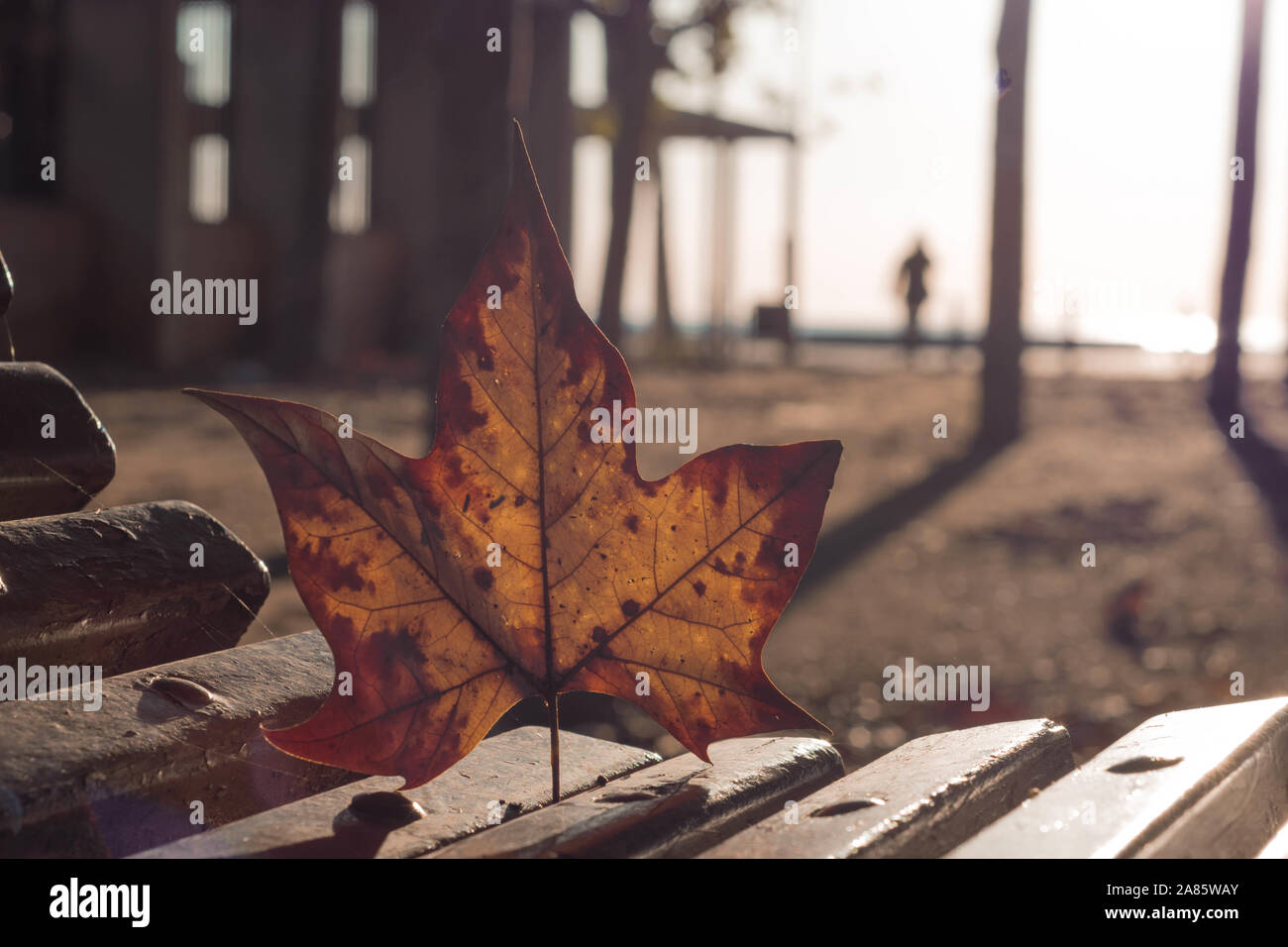 Foglie di autunno su un banco di lavoro Foto Stock