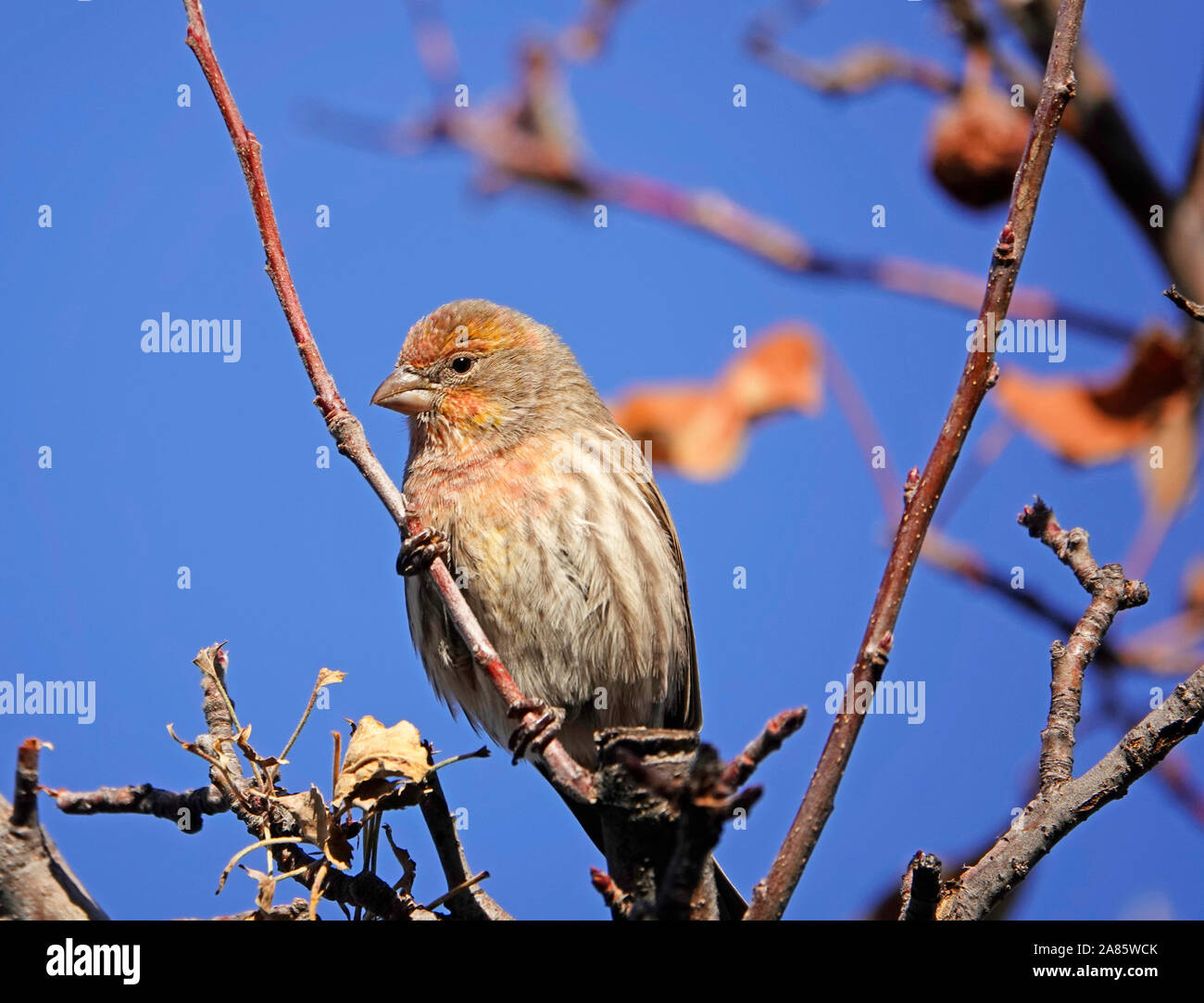 Una femmina di house finch, Haemorhous mexicanus, gode di un marciume apple nel tardo autunno, nel centro di Oregon. Foto Stock