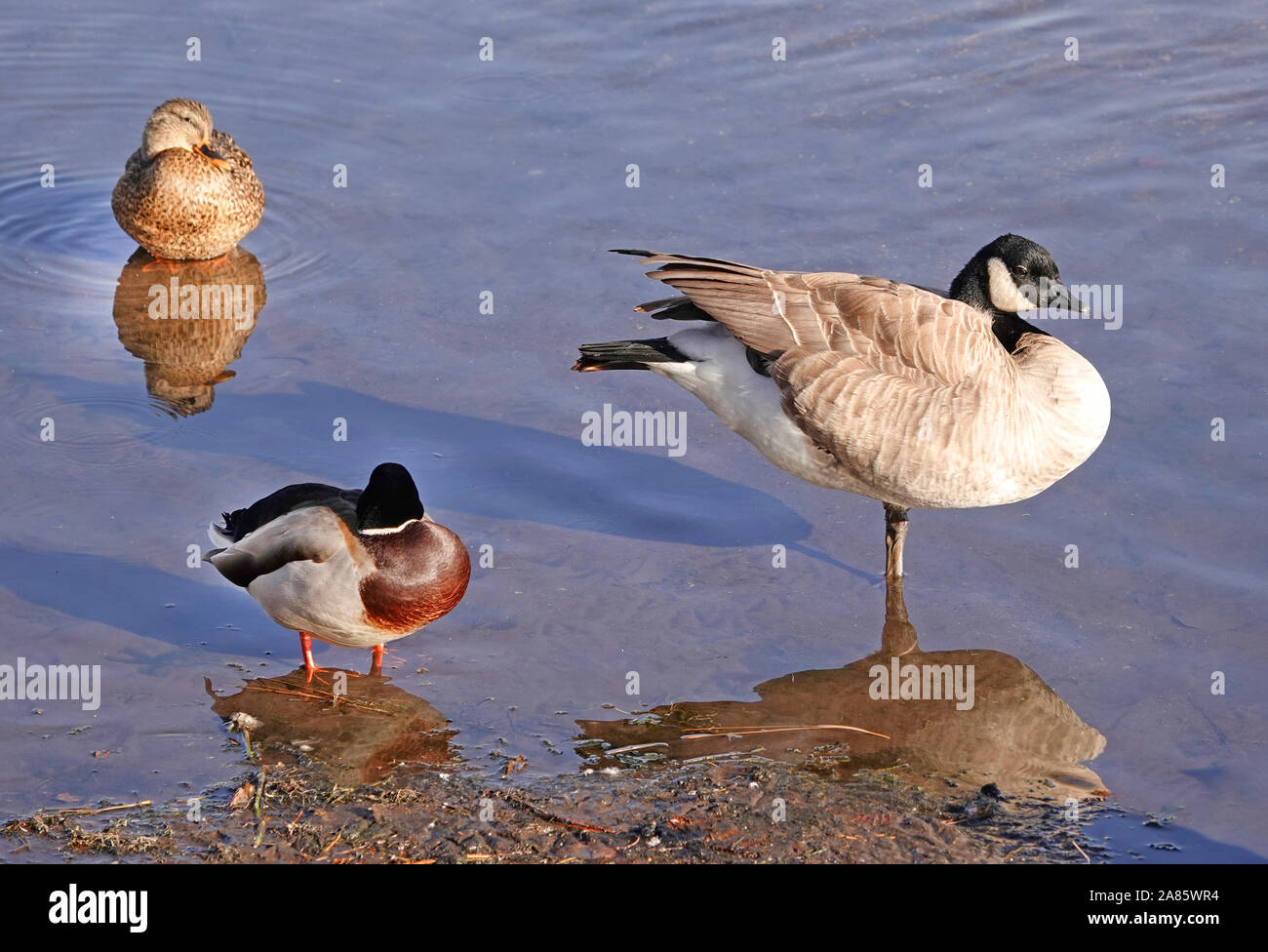 Oche del Canada e le anatre bastarde sonno e poggiare su una banca di fango nel fiume Deschutes in curva, Oregon Foto Stock