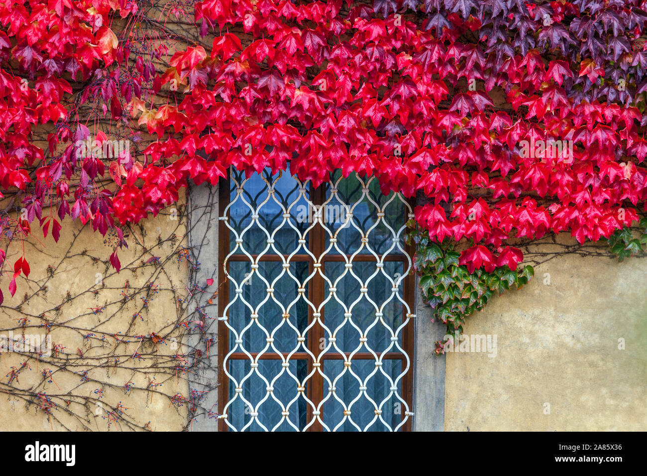 Autunno natura morta Boston finestra Ivy Red, Mala strana Praga Repubblica Ceca Praga Autunno Boston Ivy parete per arrampicata Boston Ivy pianta Boston griglia a griglia Foto Stock