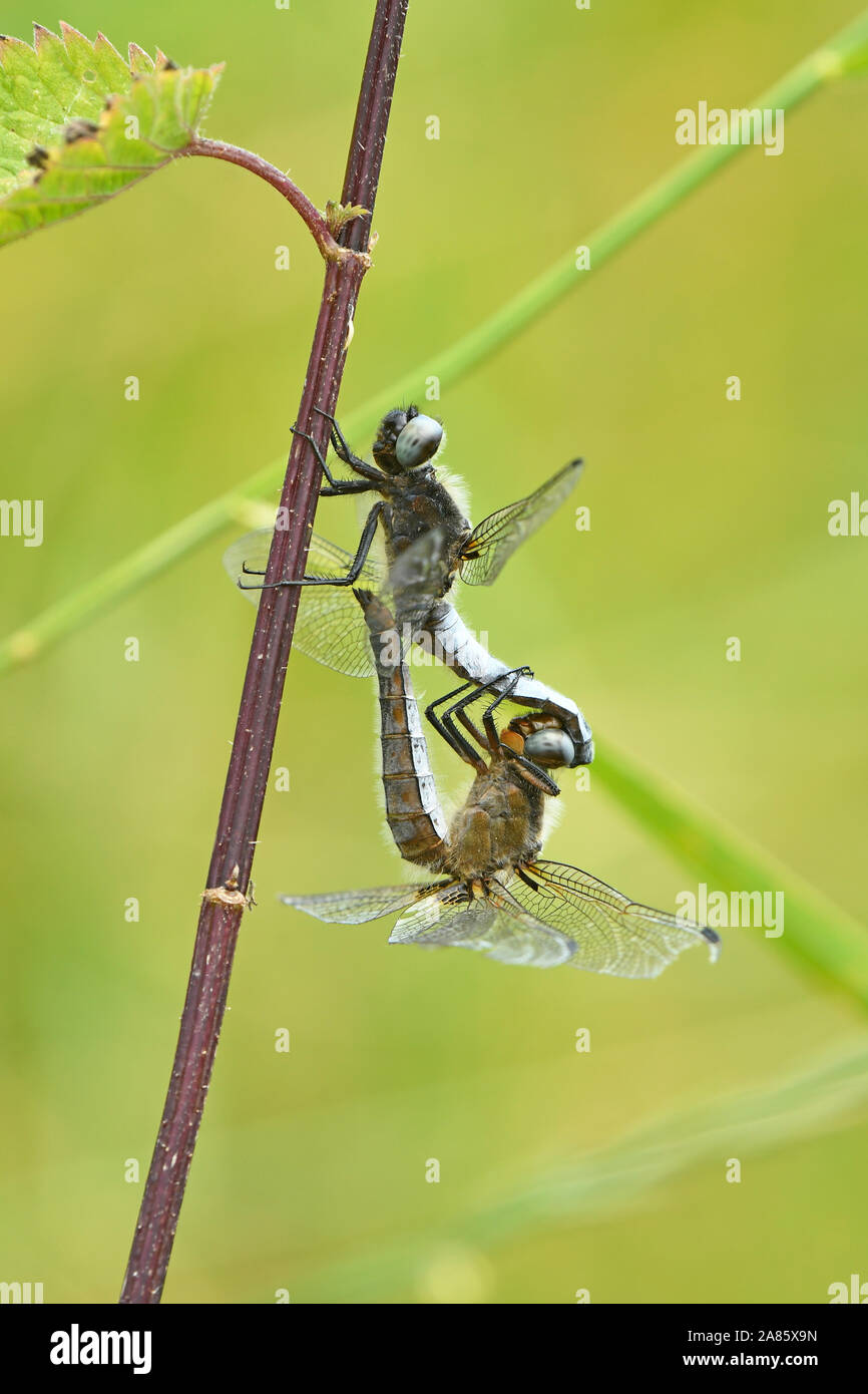 Scarsa Chaser Dragonfly (Libellula fulva) coppia coniugata, Somerset, Regno Unito, Luglio Foto Stock