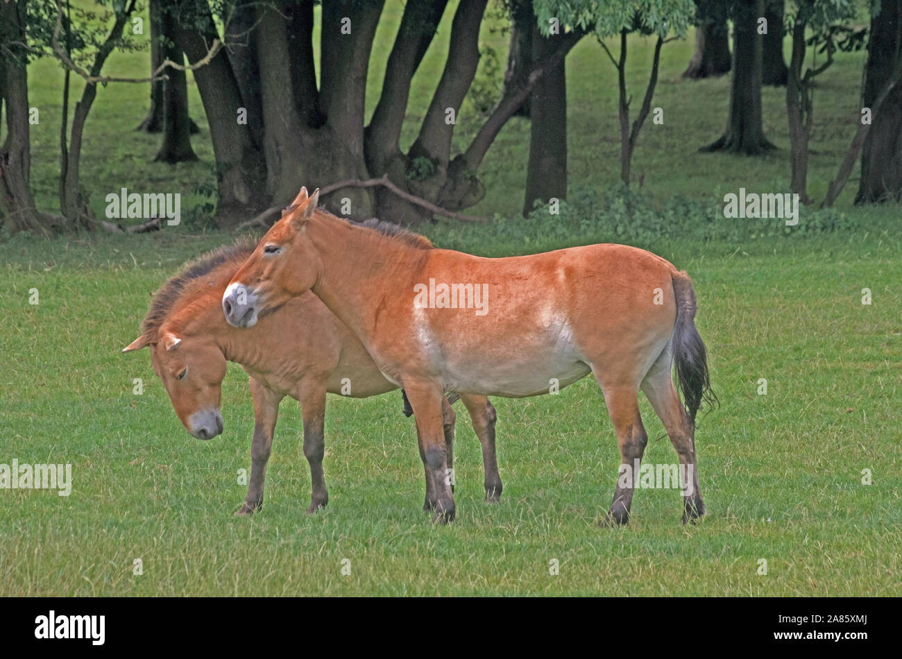 PRZEWALSKI Wild Horse Equus Ferus Przewalskii captive Foto Stock
