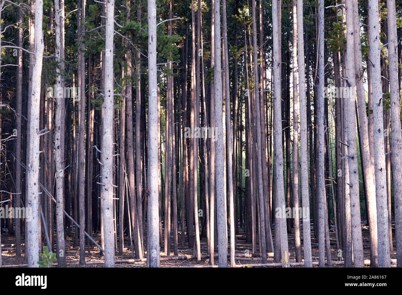 Alberi nel Parco Nazionale di Yellowstone, Wyoming USA Foto Stock