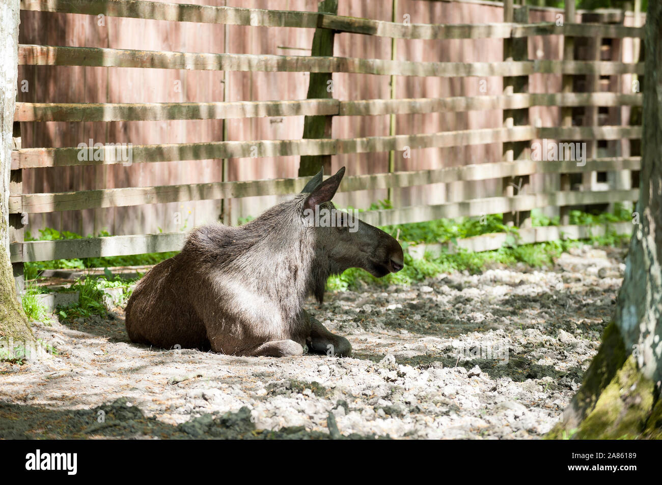 Alci, Białowieża foresta Primaeval, Voivodato Podlaskie, Polonia Foto Stock