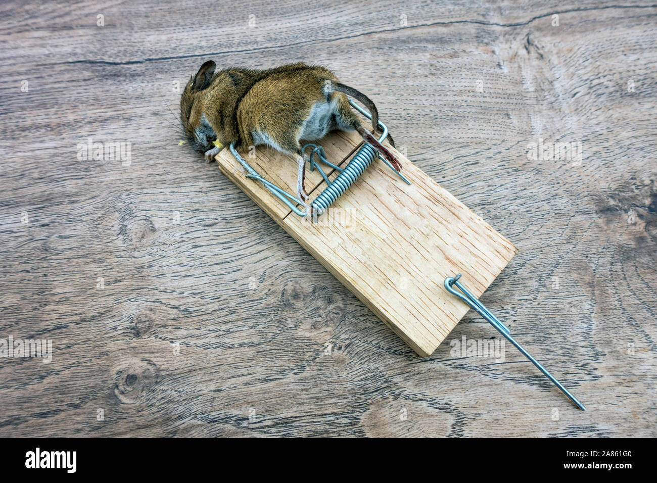 Primo piano di un topo morto nella trappola del mouse Foto Stock