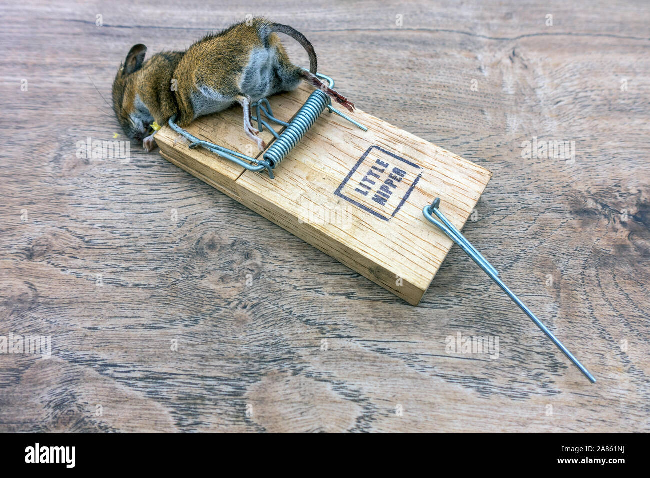 Primo piano di un topo morto nella trappola del mouse Foto stock - Alamy