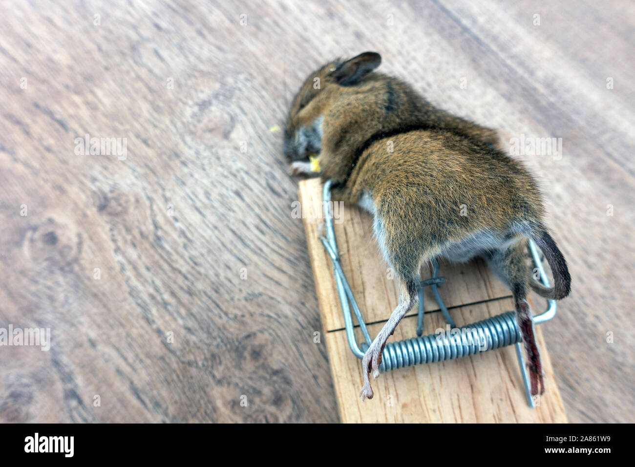 Primo piano di un topo morto nella trappola del mouse Foto Stock