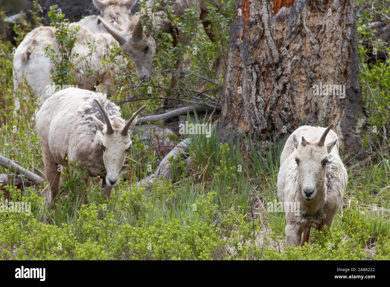 Bighorn nel Parco Nazionale di Yellowstone, Wyoming USA Foto Stock