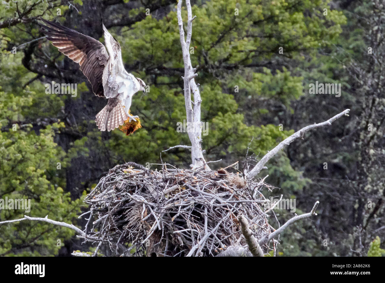 Osprey e nidificano nel parco nazionale di Yellowstone, Wyoming USA Foto Stock