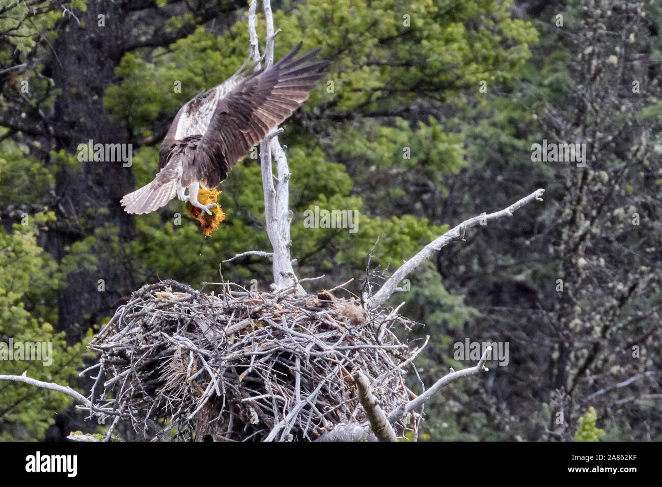 Osprey e nidificano nel parco nazionale di Yellowstone, Wyoming USA Foto Stock