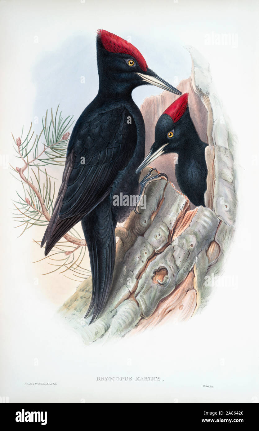 Grande Picchio nero. Dryocopus martius. Dopo un lavoro di inglese ornitholgist e bird artista John Gould, 1804 - 1881. Dal suo libro Gli uccelli di Gran Bretagna, pubblicato 1873. Foto Stock
