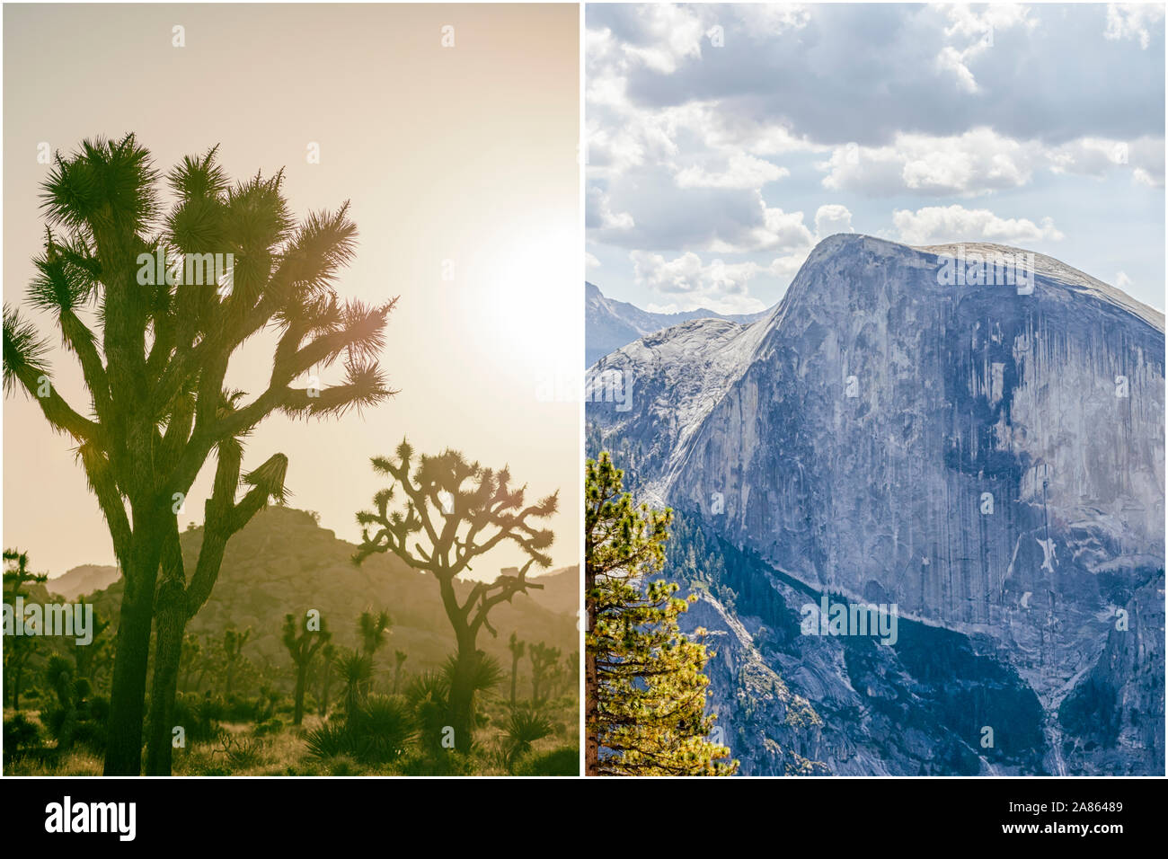 Parco nazionale ed il concetto di natura nel dittico formato. Sulla sinistra è il Parco nazionale di Joshua Tree. Sulla destra si trova il Parco Nazionale di Yosemite. Foto Stock
