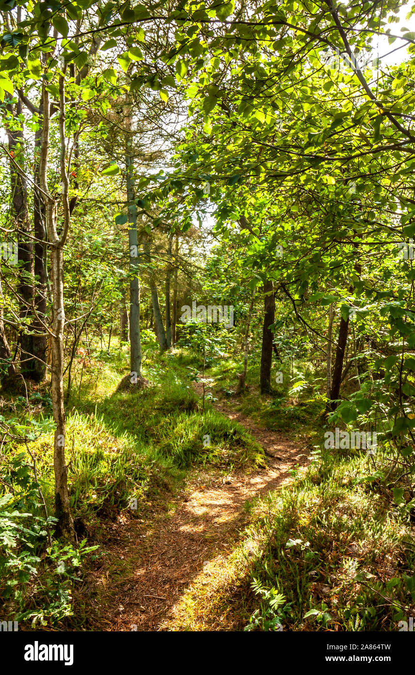 Sentiero attraverso la foresta verde lussureggiante nei Paesi Bassi. Foto Stock