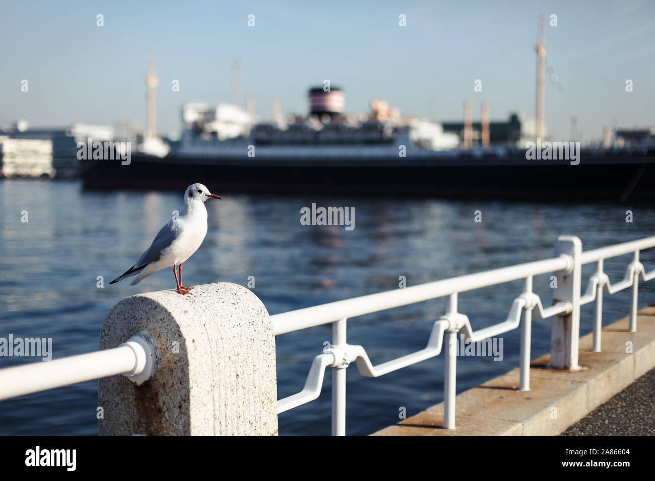 Seagull a Yokohama, Giappone Foto Stock