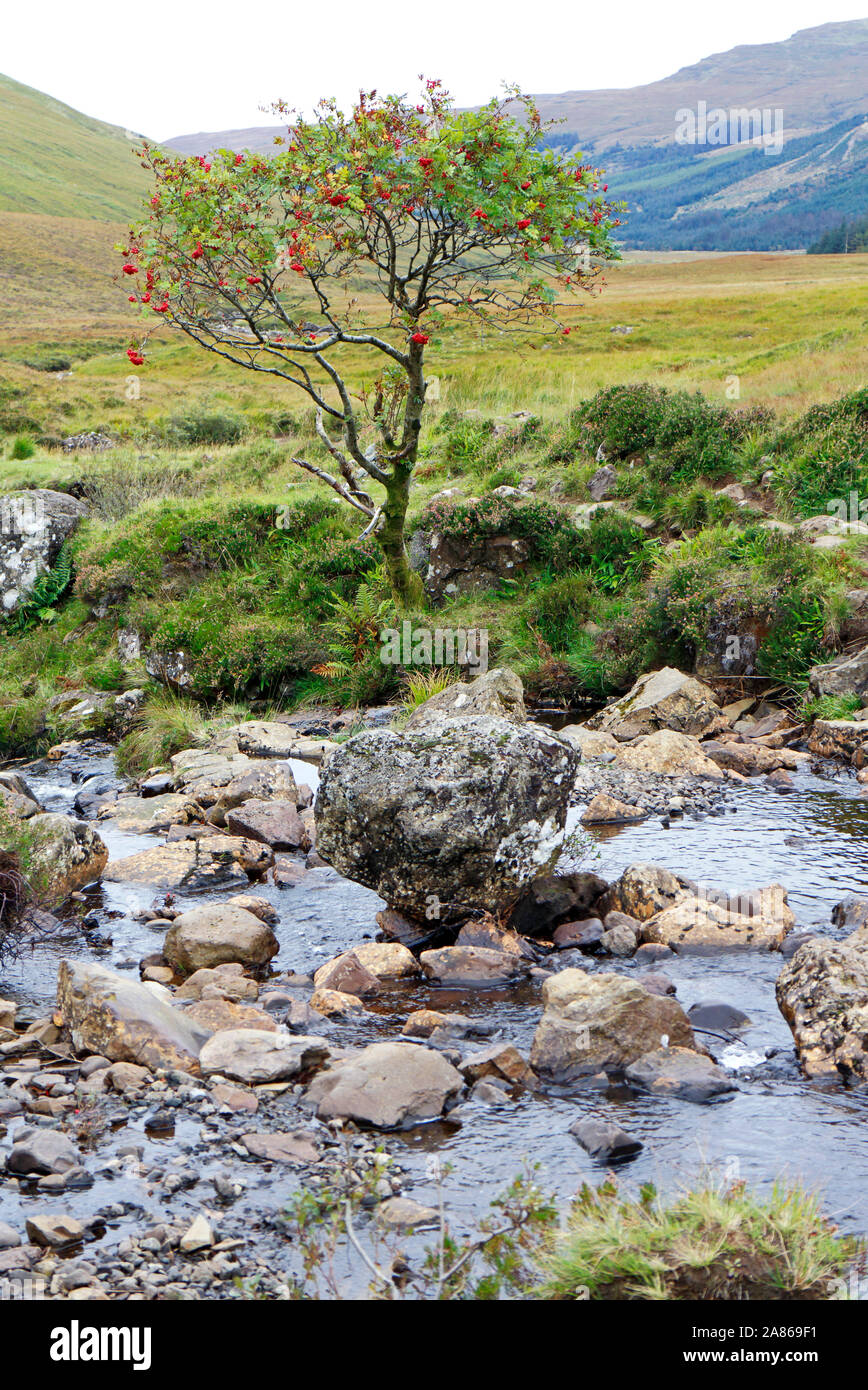 Un Lone Mountain Ash, Sorbus aucuparia, in frutti in autunno dal fiume fragile in Glen fragile, Isola di Skye in Scozia, Regno Unito, Europa. Foto Stock