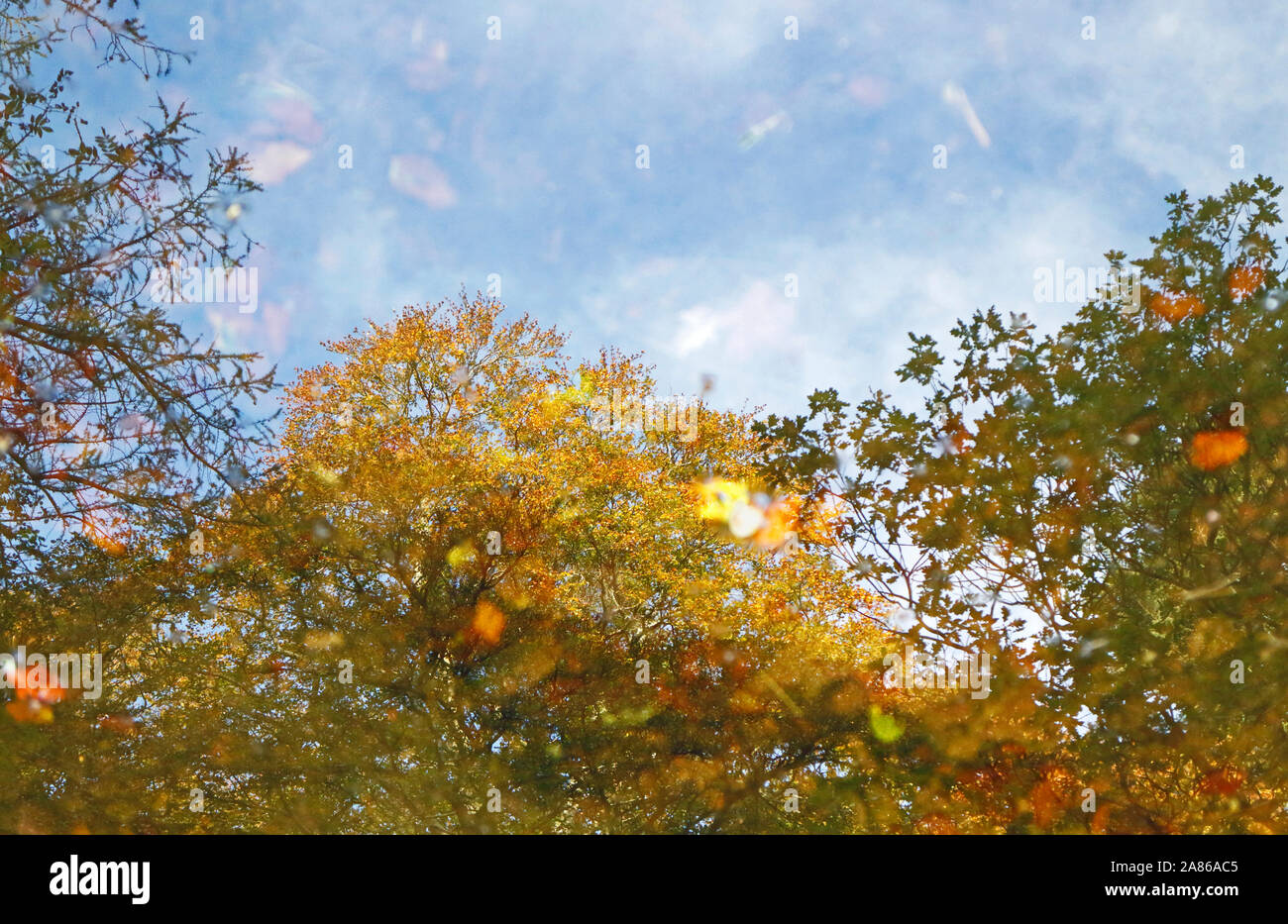 Una riflessione di alberi di fogliame di autunno con foglie in una piscina nel fiume North Esk, vicino Edzell, Angus, Scotland, Regno Unito, Europa. Foto Stock