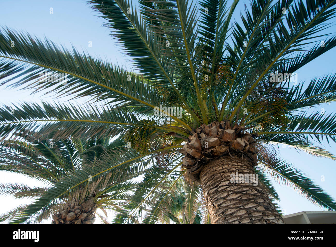 Cipro- Arecaceae sono una famiglia botanica di piante perenni. La loro forma di crescita può essere scalatori, arbusti, tree-simili e stemless piante. Foto Stock