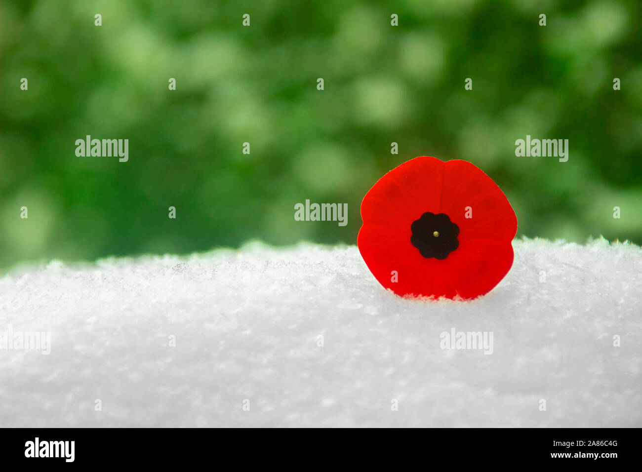 Giorno del Ricordo il papavero fiore sulla neve e cespugli di verde sullo sfondo Foto Stock