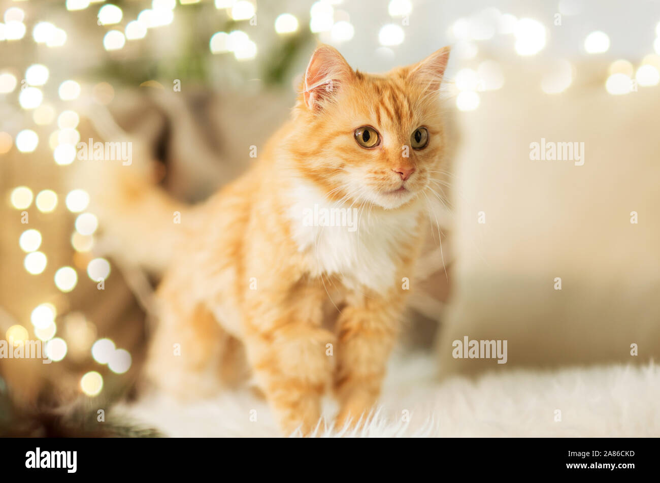 Rosso tabby gatto sul divano di pelle di pecora a casa Foto Stock