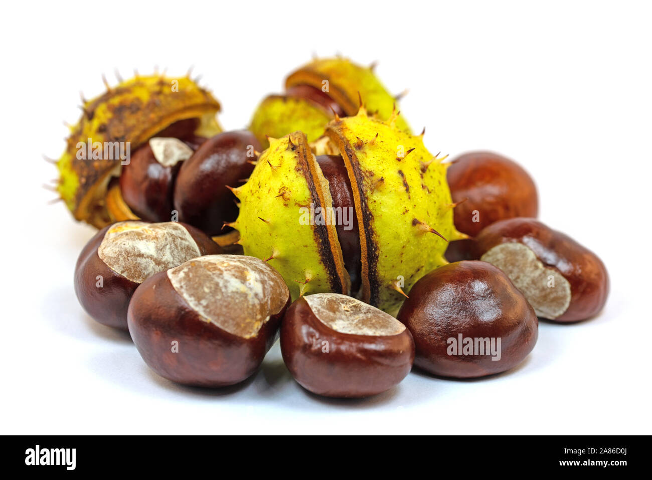 Le castagne in un close-up di fronte a uno sfondo bianco Foto Stock