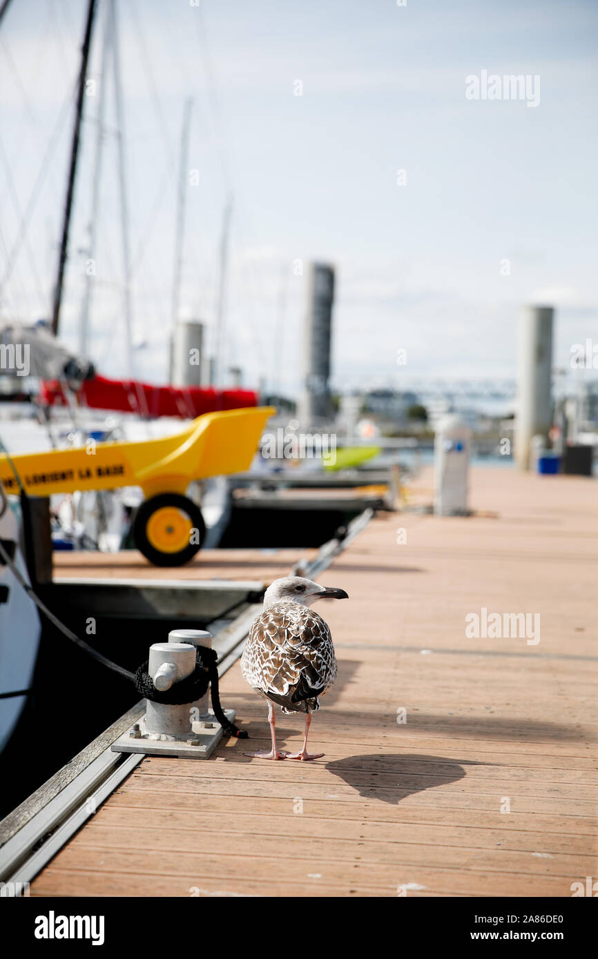 Mouette dans le port de Lorient La Base, Francia Foto Stock