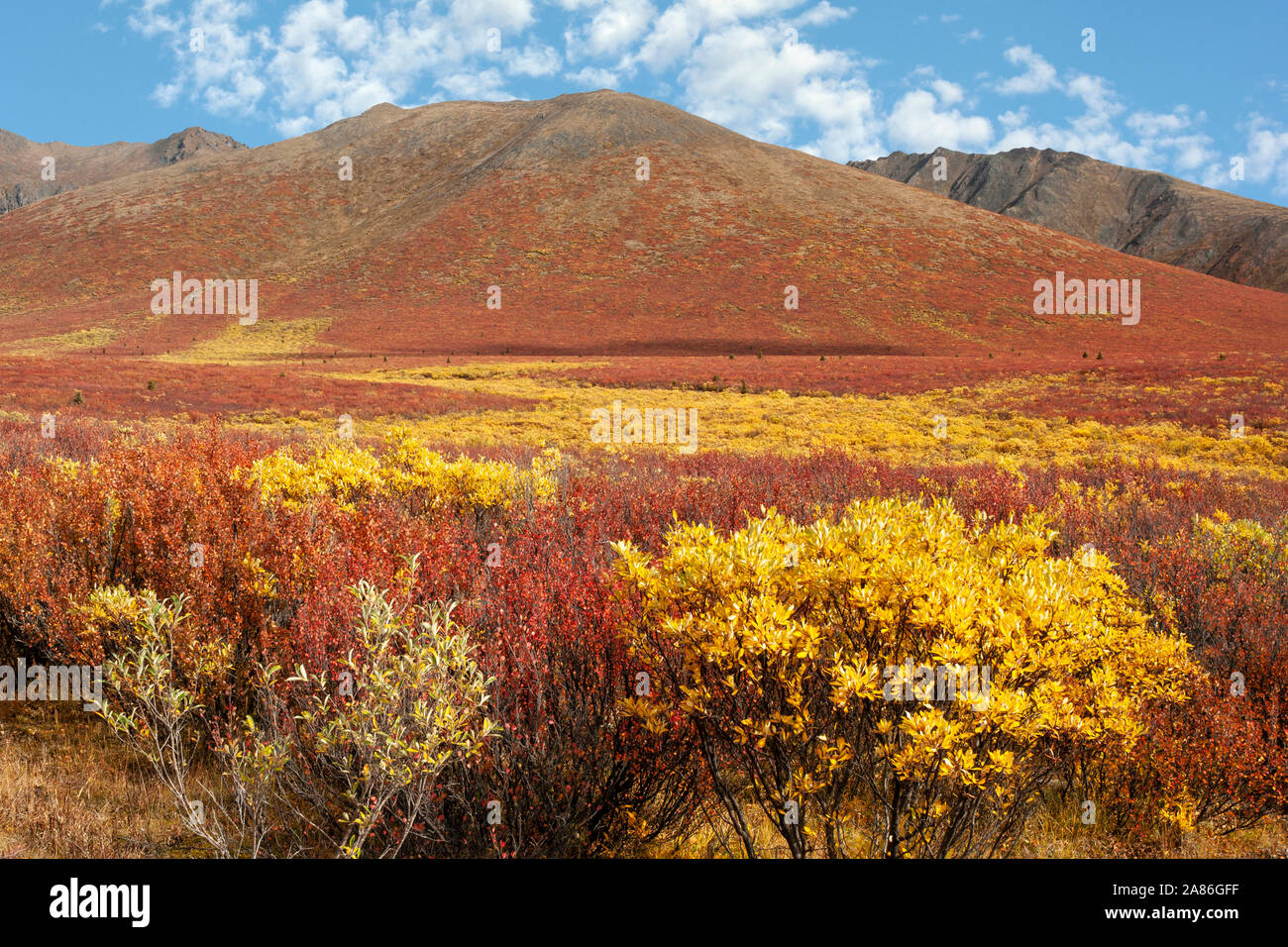 Nord America; Canada; Yukon Territory; Tundra; colori autunnali Foto Stock