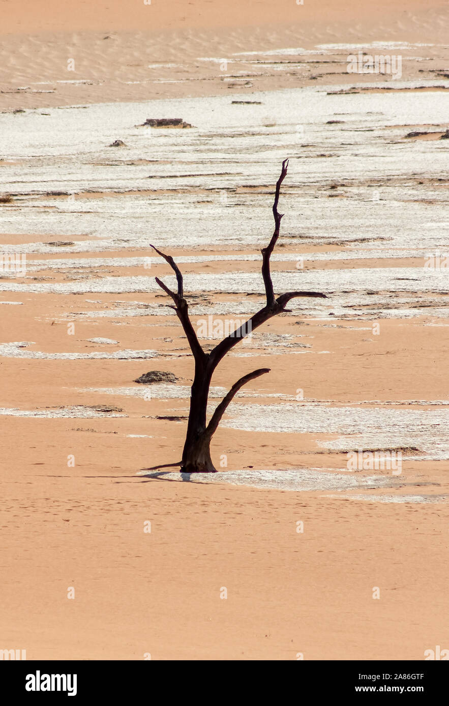 Nero Albero Morto catturati a Dead Vlei in Namibia, Africa Foto Stock