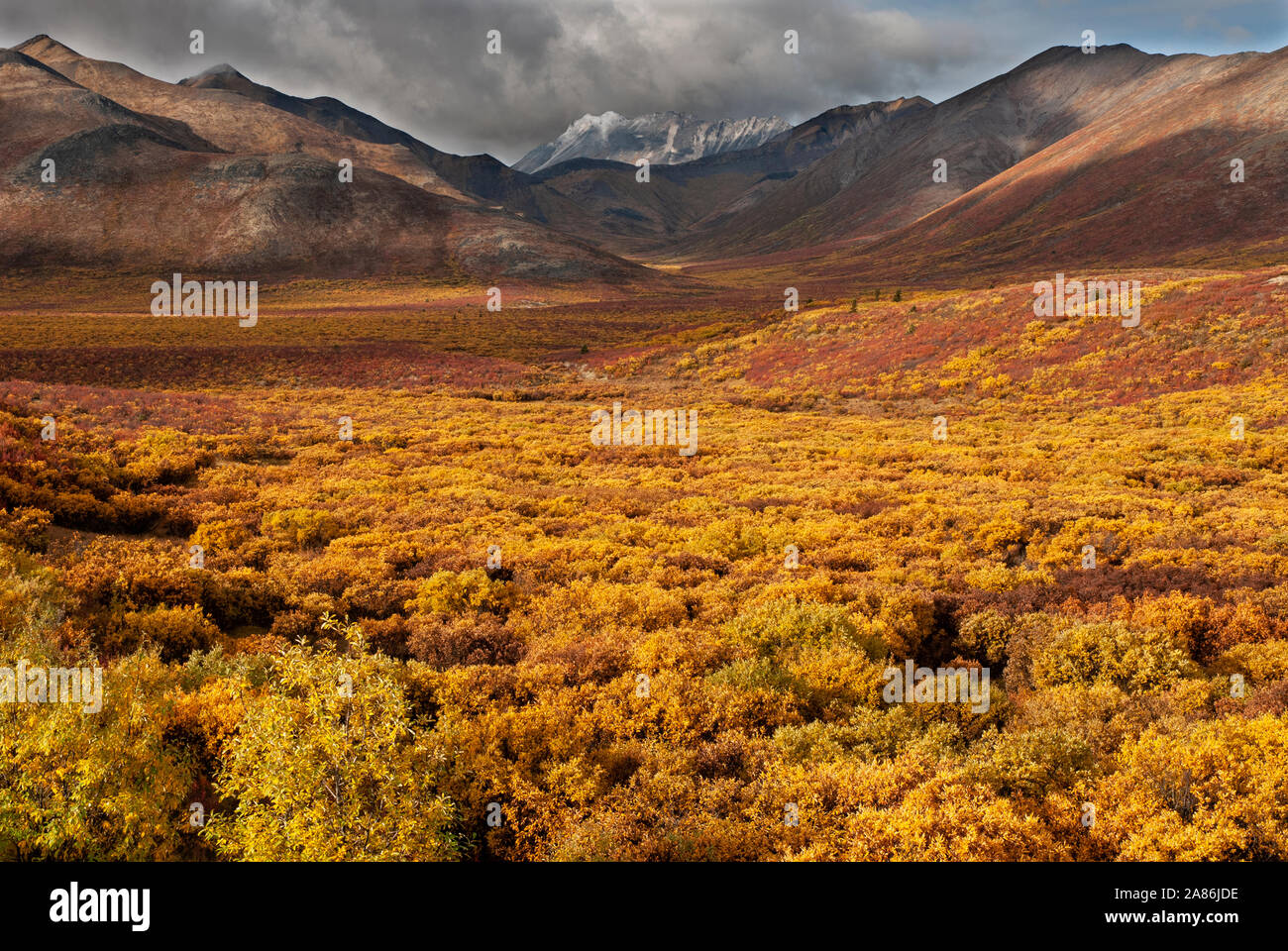 Nord America; Canada; Yukon Territory; Tundra; colori autunnali Foto Stock