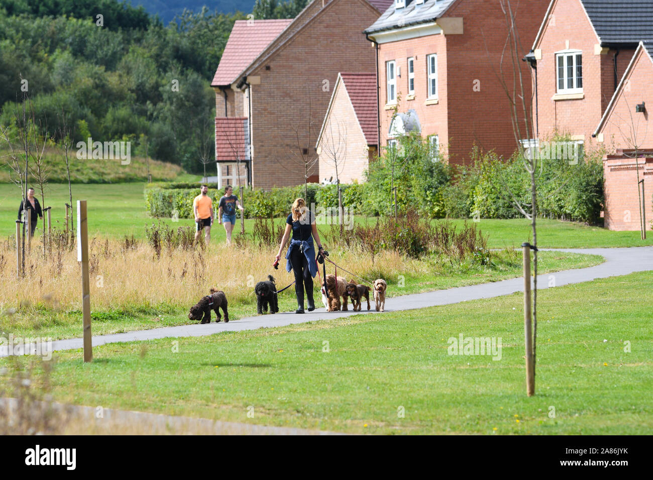 Donna che cammina più cani Foto Stock