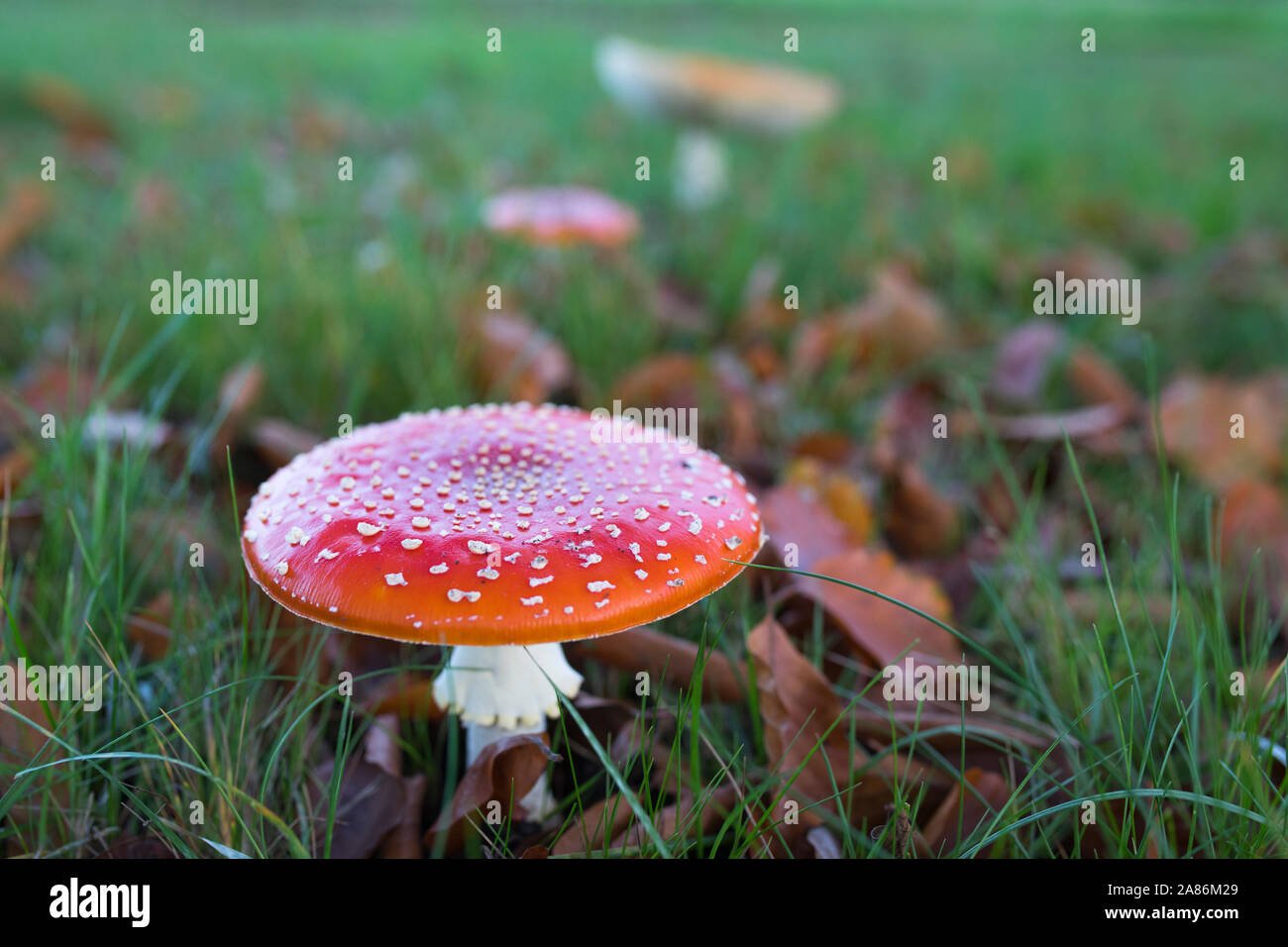 Il bianco e il rosso fly agaric funghi all'aperto in Europa Foto Stock