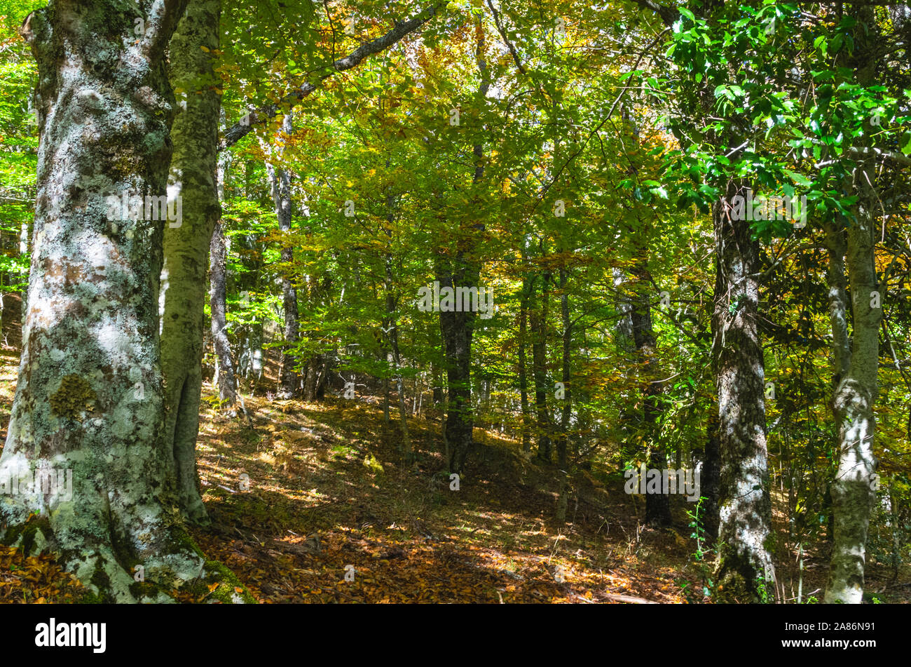 Faggeta inizio al giallo all'inizio dell'autunno nell'Hayedo de Montejo Foto Stock