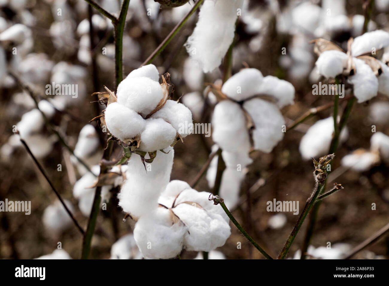 Campo di cotone in Foley, Alabama. Foto Stock