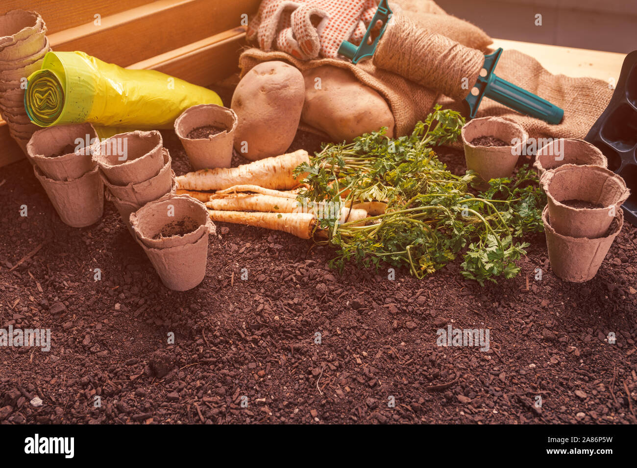 Agricoltura biologica di prezzemolo e le patate, homegrown vegetali di produzione alimentare Foto Stock