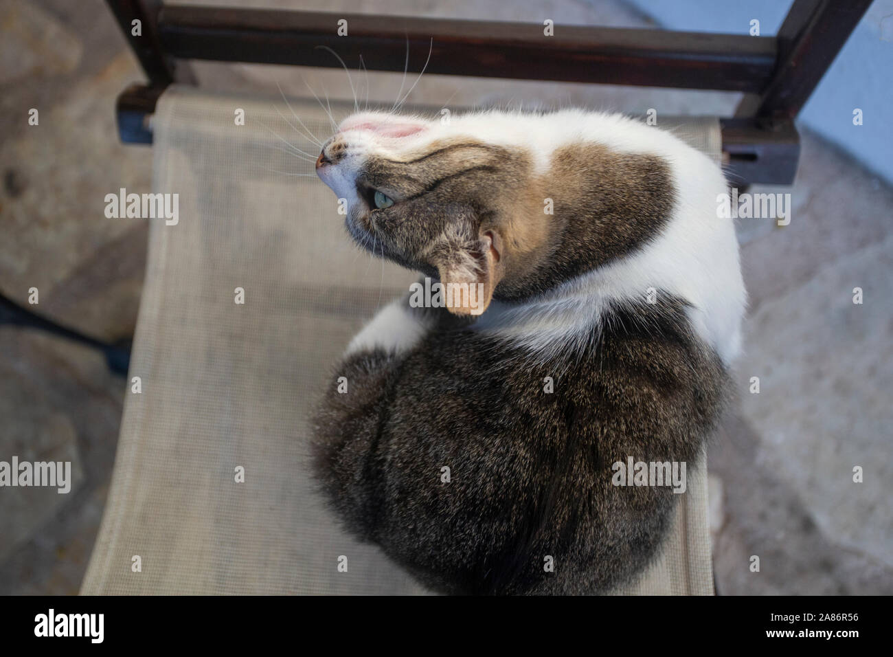 Fughe di gatto su una sedia Foto Stock