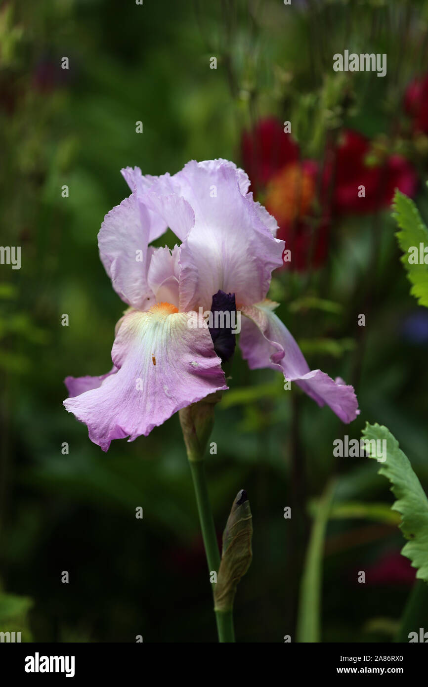 Aprire la testa di fiori di un bianco e lilla pallido iris Foto Stock