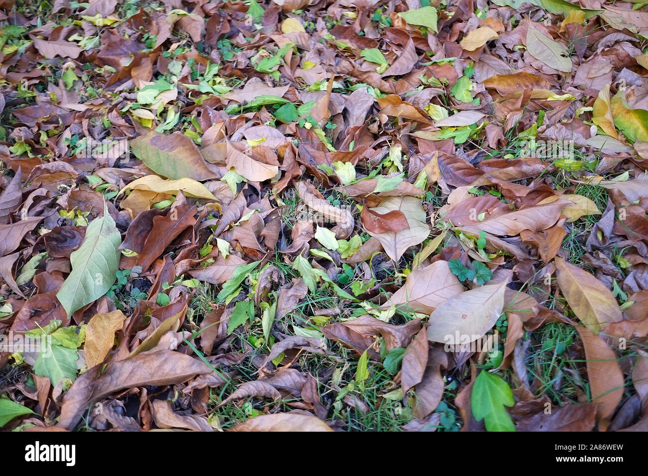 Autunno nel mio giardino, le foglie sono di colori diversi Foto Stock