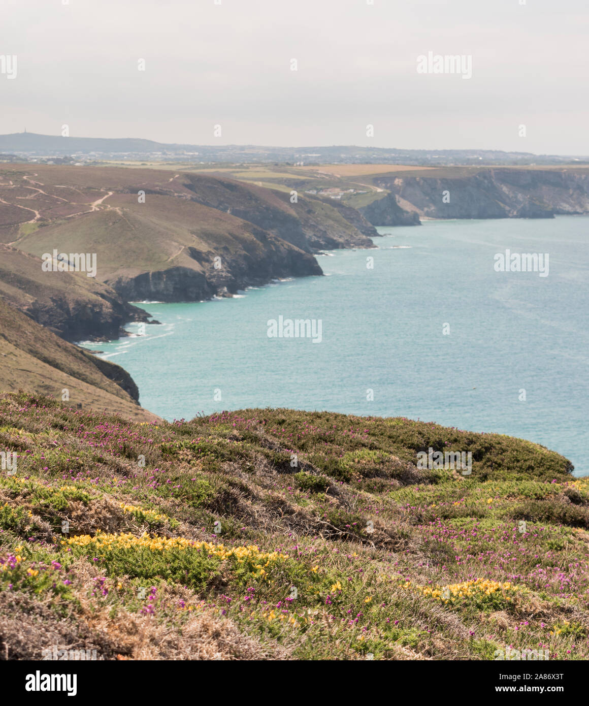 Fiori selvatici che crescono su lungo la costa sud occidentale il percorso nei pressi di Wheal Coates, North Cornwall, Regno Unito Foto Stock