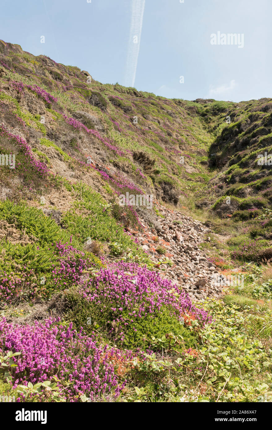 Fiori selvatici che crescono su lungo la costa sud occidentale il percorso nei pressi di Wheal Coates, North Cornwall, Regno Unito Foto Stock