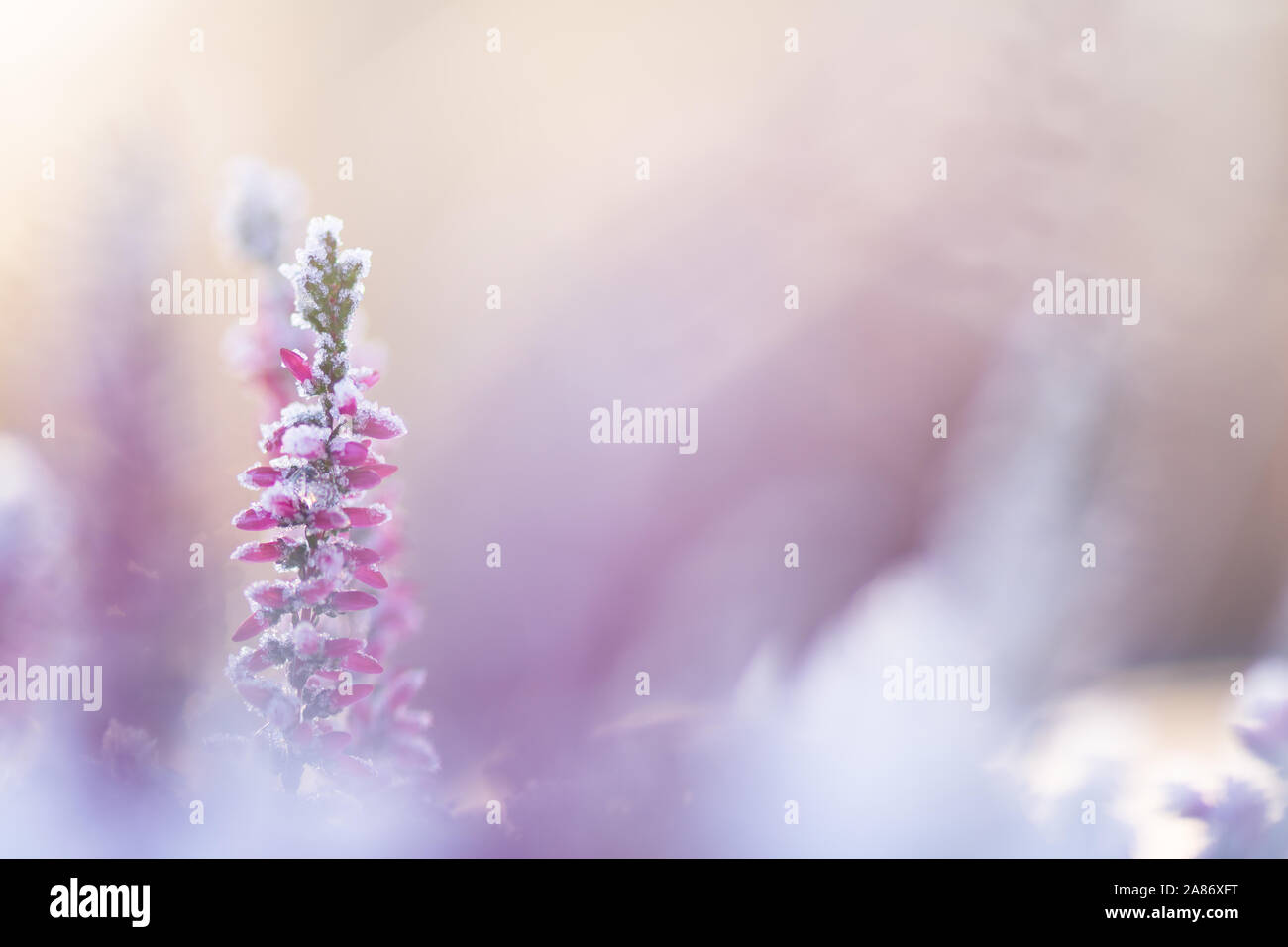 Comune, Heather Calluna vulgaris, fiori ricoperti di cristalli di ghiaccio Foto Stock
