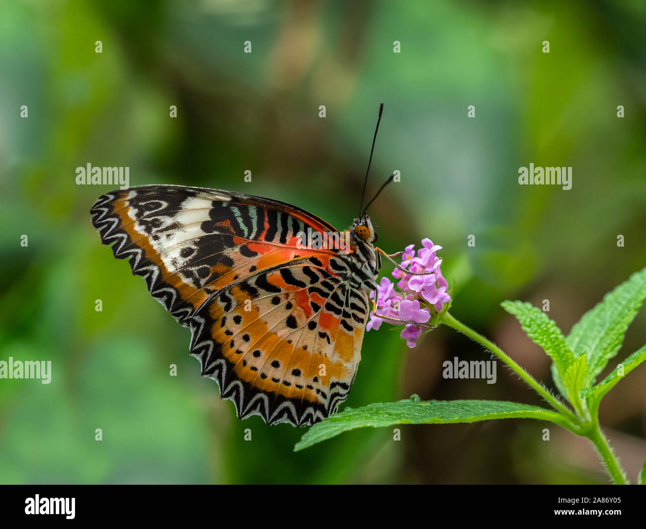 Close up di farfalle multicolori Foto Stock