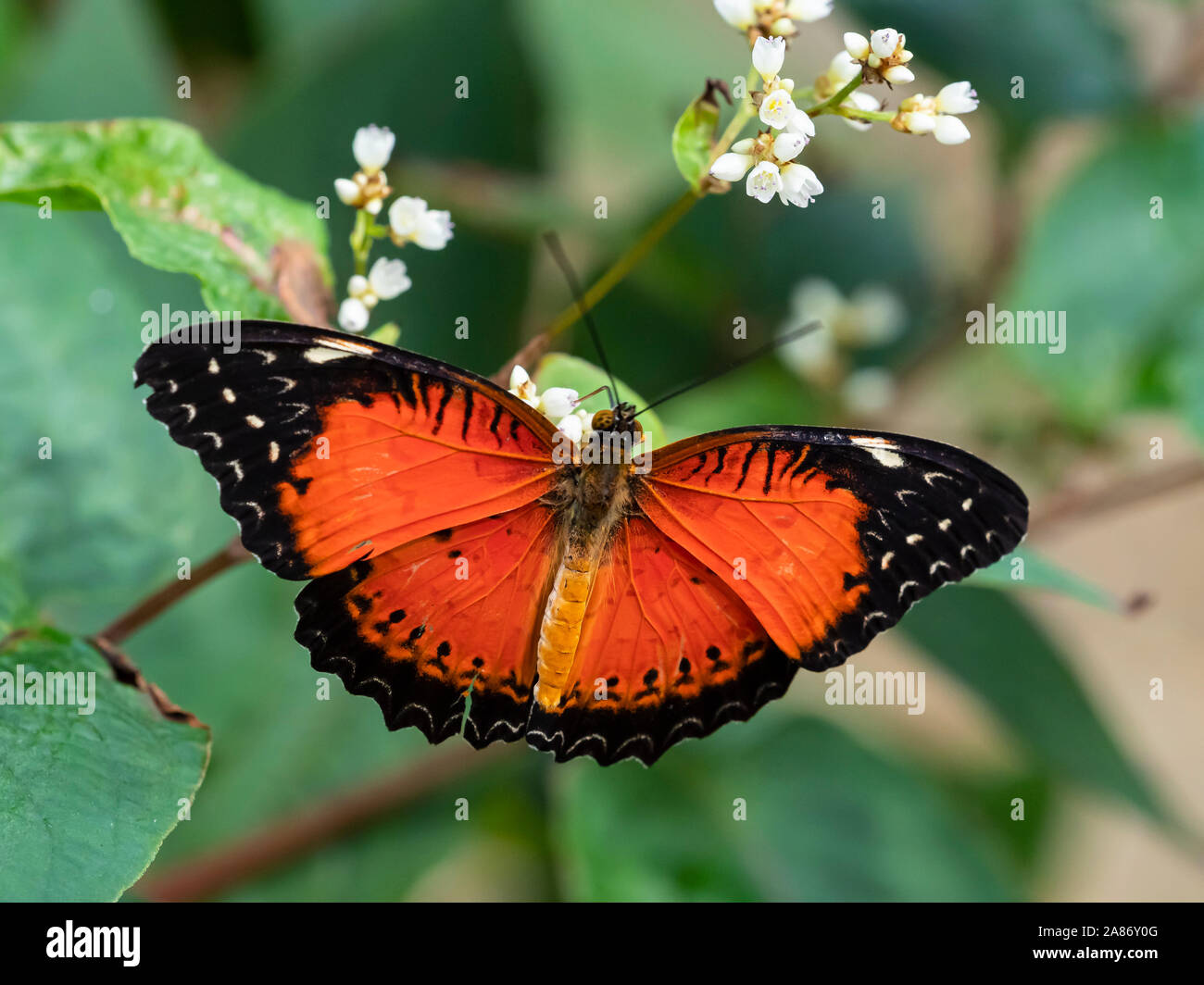 Close up di colore nero e arancione farfalla con ali aperte Foto Stock