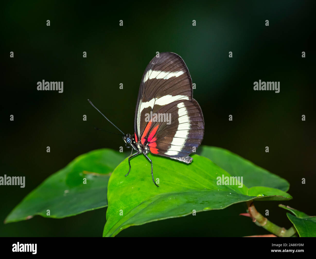 Close up di black white e red butterfly Foto Stock