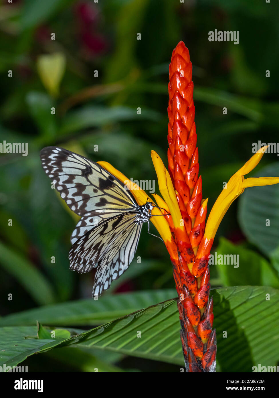 Close up aquilone di carta, carta di riso o grande albero nymph Butterfly Idea leuconoe su un colorato di rosso e di giallo fiore tropicale Foto Stock