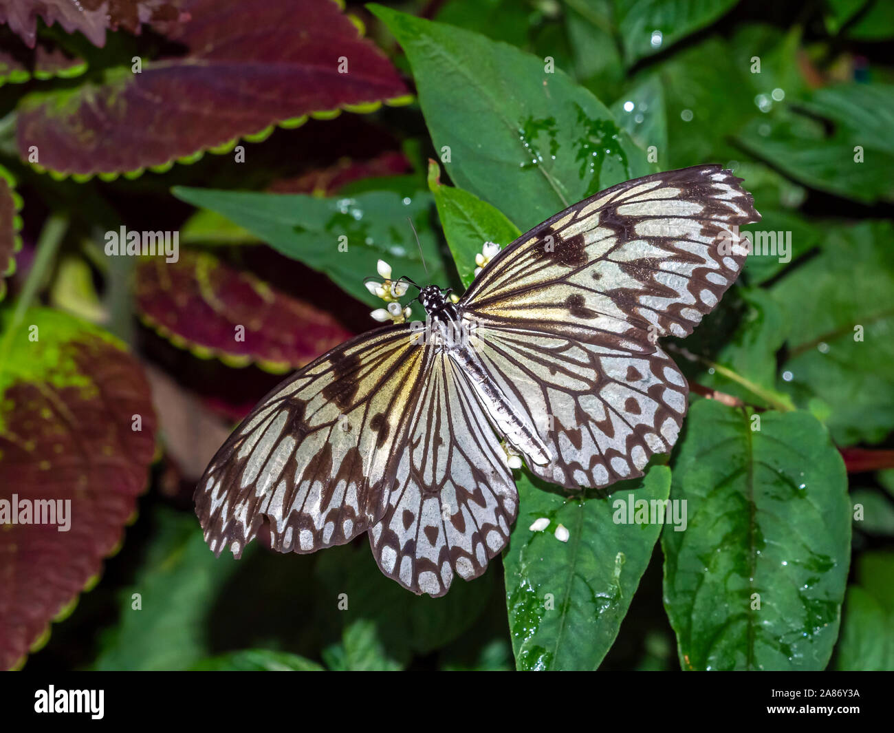 Close up aquilone di carta, carta di riso o grande albero nymph Butterfly Idea leuconoe Foto Stock