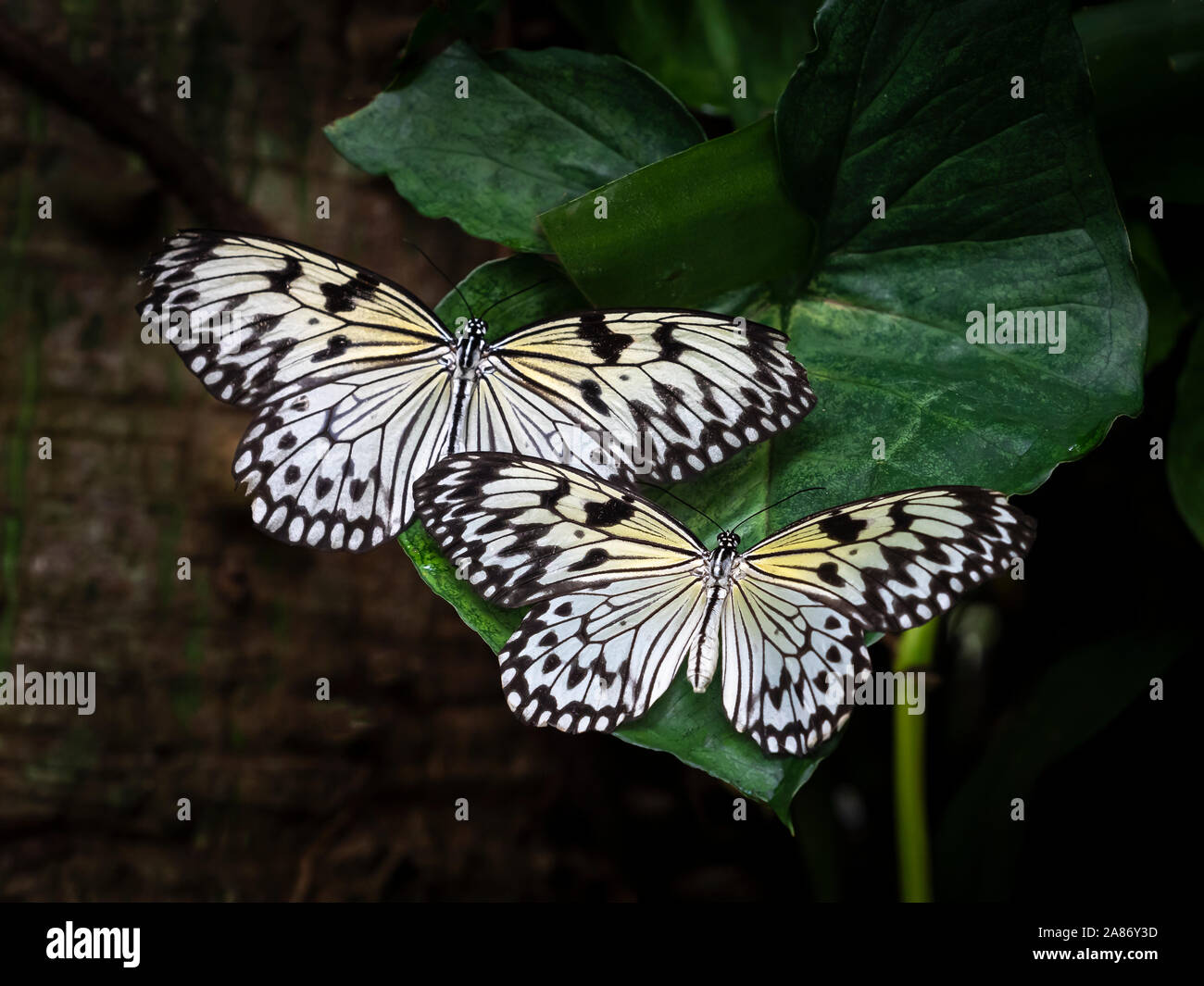 Close up aquilone di carta, carta di riso o grande albero nymph farfalle Idea leuconoe Foto Stock