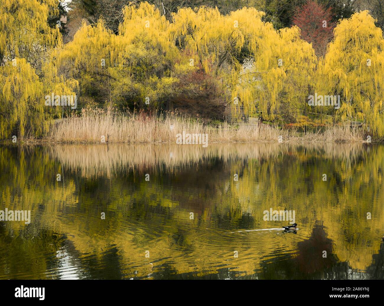 L'anatra di Mallard attraversa il riflesso della vicina gommosa sullo Stagno di Grenadier, High Park in autunno. Foto Stock