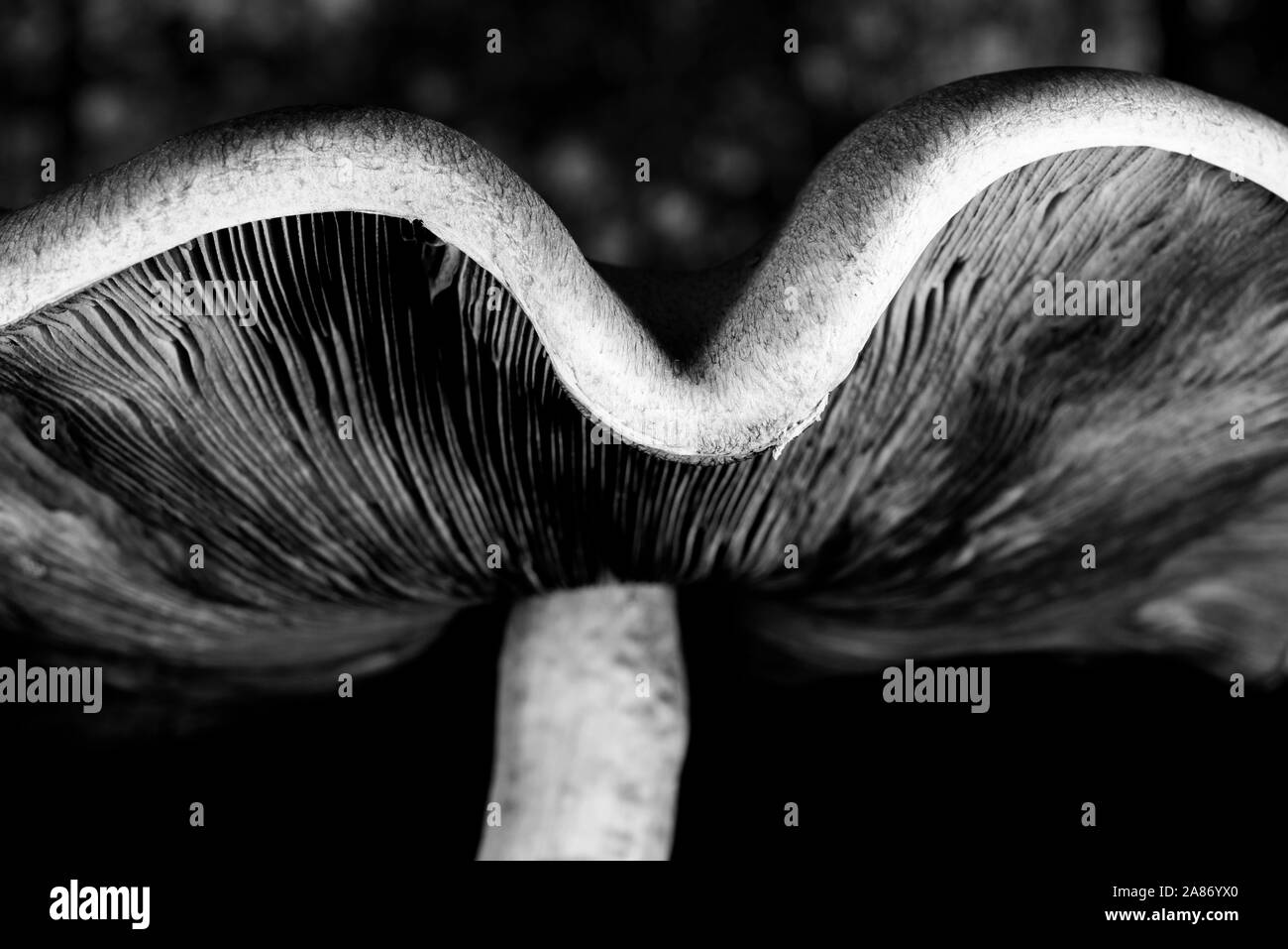 Dettaglio del cappello ondulato di fungo Foto Stock